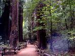 San Francisco Super Saver: Muir Woods & Wine Country w/ optional Gourmet Lunch
