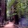 San Francisco Super Saver: Muir Woods & Wine Country w/ optional Gourmet Lunch