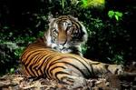 Singapore Night Safari with Priority Tram Boarding & Return Transfer
