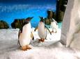 SEA LIFE Melbourne Aquarium Admission Ticket