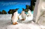 SEA LIFE Melbourne Aquarium Admission Ticket