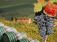 From Florence: Small-Group Tuscany Wine & Oil Tour with typical Tuscan Meal
