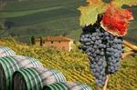 From Florence: Small-Group Tuscany Wine & Oil Tour with typical Tuscan Meal