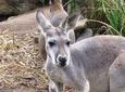 Sydney Taronga Zoo's Australian Animals Tour