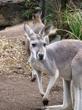 Sydney Taronga Zoo's Australian Animals Tour