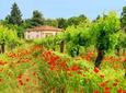 Tuscany Countryside Day Trip from Rome including 3-Course Lunch & Wine Tasting 