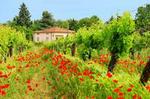 Tuscany Countryside Day Trip from Rome including 3-Course Lunch & Wine Tasting 