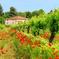 Tuscany Countryside Day Trip from Rome including 3-Course Lunch & Wine Tasting 