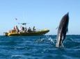 Waianae Coast Snorkel Cruise with Dolphin and Seasonal Whale Watching from Oahu