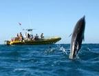 Waianae Coast Snorkel Cruise with Dolphin and Seasonal Whale Watching from Oahu