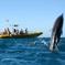 Waianae Coast Snorkel Cruise with Dolphin and Seasonal Whale Watching from Oahu