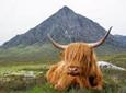 Oban, Glencoe, Highlands Lochs & Castles Small Group Day Tour from Glasgow
