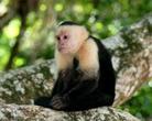 11-Day Tour from San Jose: Monteverde Cloud Forest and Tortuguero, Arenal Volcano and Manuel Antonio National Parks