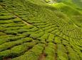 2-Day Cameron Highlands from Kuala Lumpur