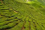 2-Day Cameron Highlands from Kuala Lumpur