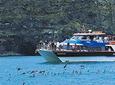 Akaroa Harbour Nature Cruise