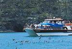 Akaroa Harbour Nature Cruise