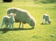 Akaroa Shore Excursion: Banks Peninsula, Christchurch City Tour and Sheep Farm Tour