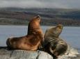 Beagle Channel and Seal Island Catamaran Tour from Ushuaia
