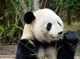 Beijing Lama Temple, Panda Garden and Ancient Altar Day Tour