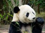 Beijing Lama Temple, Panda Garden and Ancient Altar Day Tour