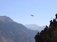 2 Day Colca Canyon, Vicuna Reserve and Condors from Arequipa