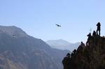 2 Day Colca Canyon, Vicuna Reserve and Condors from Arequipa
