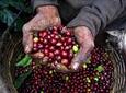 Full-Day Coffee Farm Experience at Hacienda Coloma from Bogotá