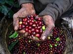 Full-Day Coffee Farm Experience at Hacienda Coloma from Bogotá