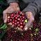 Full-Day Coffee Farm Experience at Hacienda Coloma from Bogotá