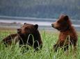 Exclusive Pack Creek Bear Viewing from Juneau
