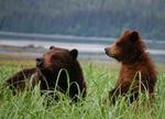 Exclusive Pack Creek Bear Viewing from Juneau