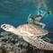 Great Barrier Reef Sailing and Snorkeling Cruise from Port Douglas