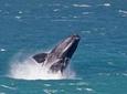 Whale Watching Day Trip from Cape Town