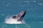 Whale Watching Day Trip from Cape Town