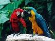 Bird Park General Admission Ticket and Tour