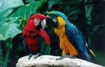 Bird Park General Admission Ticket and Tour
