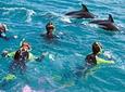 Kaikoura Swim with Dolphins Tour from Christchurch