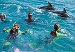 Kaikoura Swim with Dolphins Tour from Christchurch