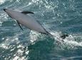 Kaikoura Whale and Dolphin Overnight Tour from Christchurch