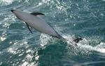 Kaikoura Whale and Dolphin Overnight Tour from Christchurch