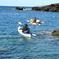 Kayak and Snorkel: Maui West Shore
