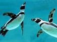 SEA LIFE Kelly Tarlton's General Admission