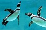 SEA LIFE Kelly Tarlton's General Admission