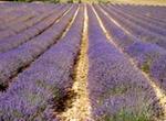 Discover Villages in Luberon Small Group Day Trip from Avignon