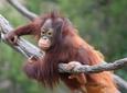 Matang Wildlife Centre and Kubah National Park with Lunch from Kuching