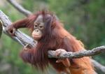 Matang Wildlife Centre and Kubah National Park with Lunch from Kuching