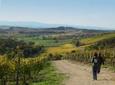 Private Tour: Guided Hike in Tuscany with Transport from Siena