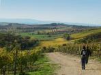 Private Tour: Guided Hike in Tuscany with Transport from Siena