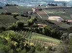 Private Tour: Piedmont Wine Tasting of the Barolo Region